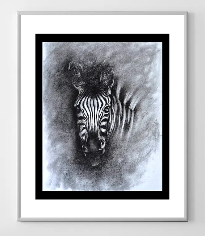 Zebra looking At You Charcoal Illustration