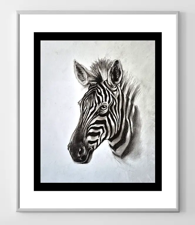 Zebra Charcoal Illustration