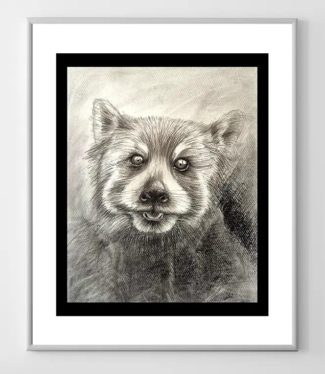 Red Panda Charcoal Illustration